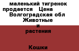 маленький тигренок продается › Цена ­ 2 500 - Волгоградская обл. Животные и растения » Кошки   